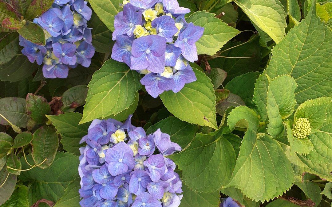 Sommer-Café im Klostergarten